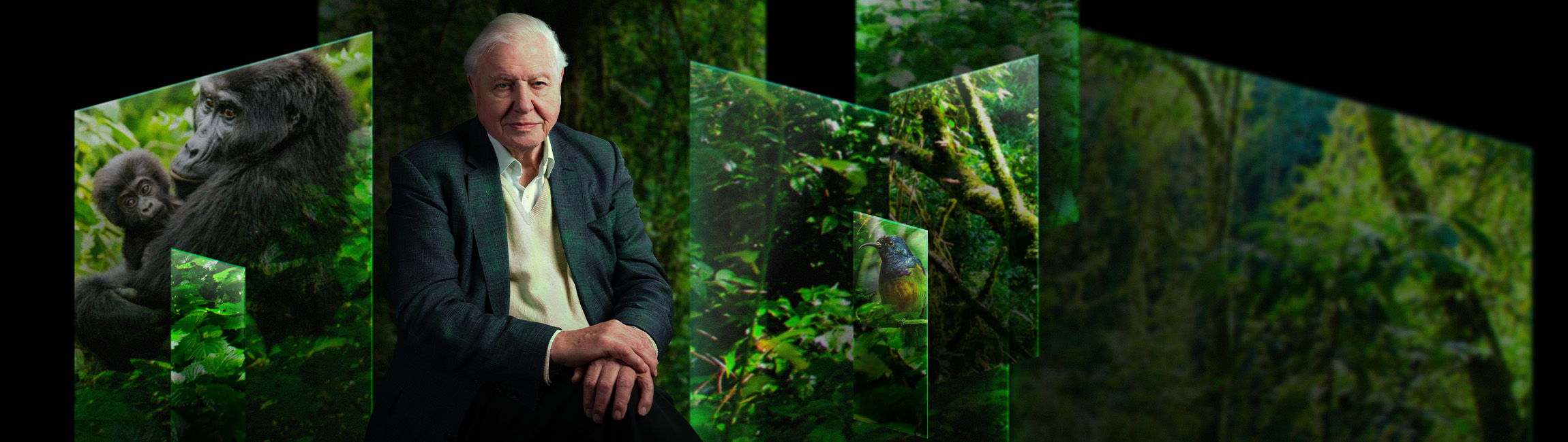 Sir David Attenborough sits in front of screens with chimpanzees and trees