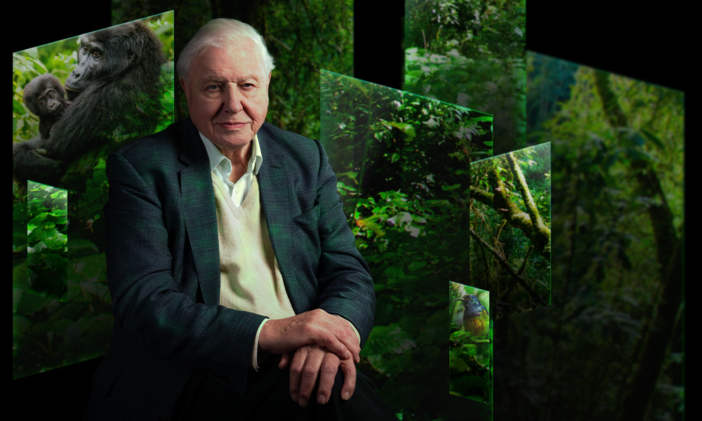 Sir David Attenborough sits in front of screens with chimpanzees and trees