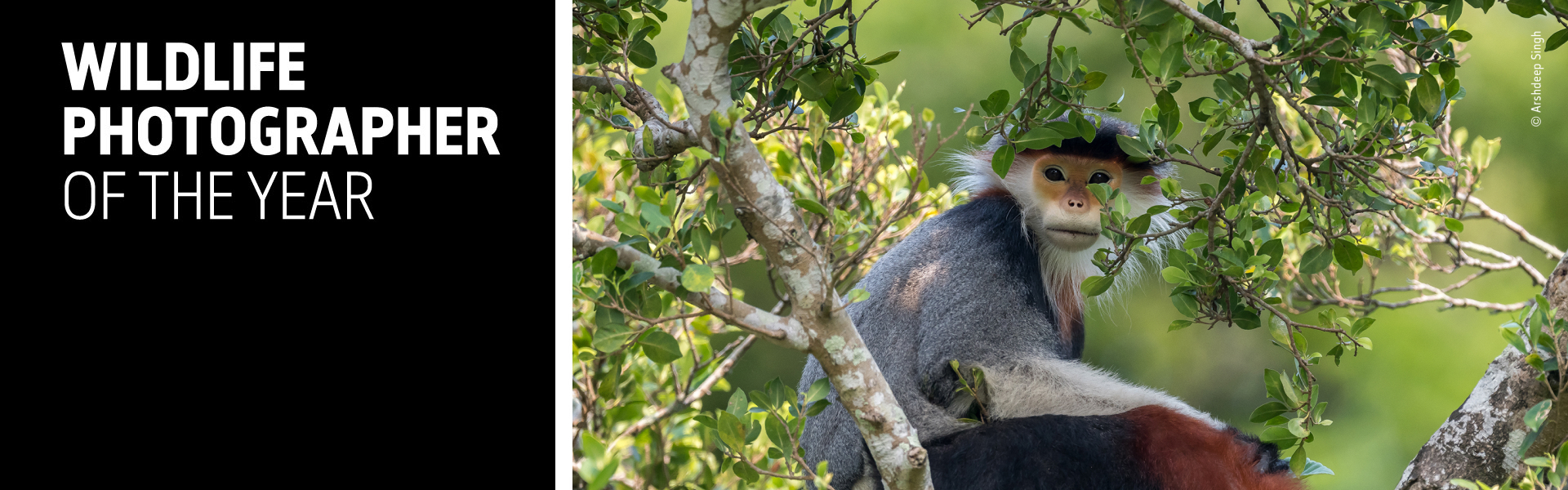 A portrait of a lemur with the WPY branding to the left