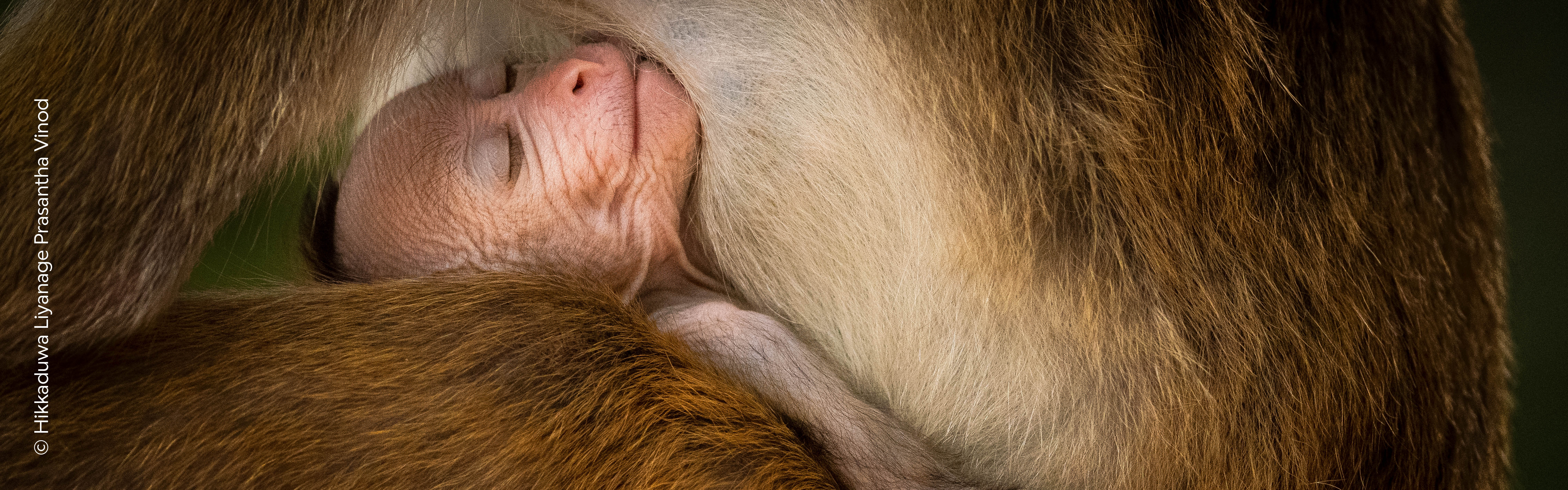 A young toque macaque sleeping in an adult’s arms, Hikkaduwa Liyanage Prasantha Vinod's image from the sixtieth Wildlife Photographer of the Year exhibition