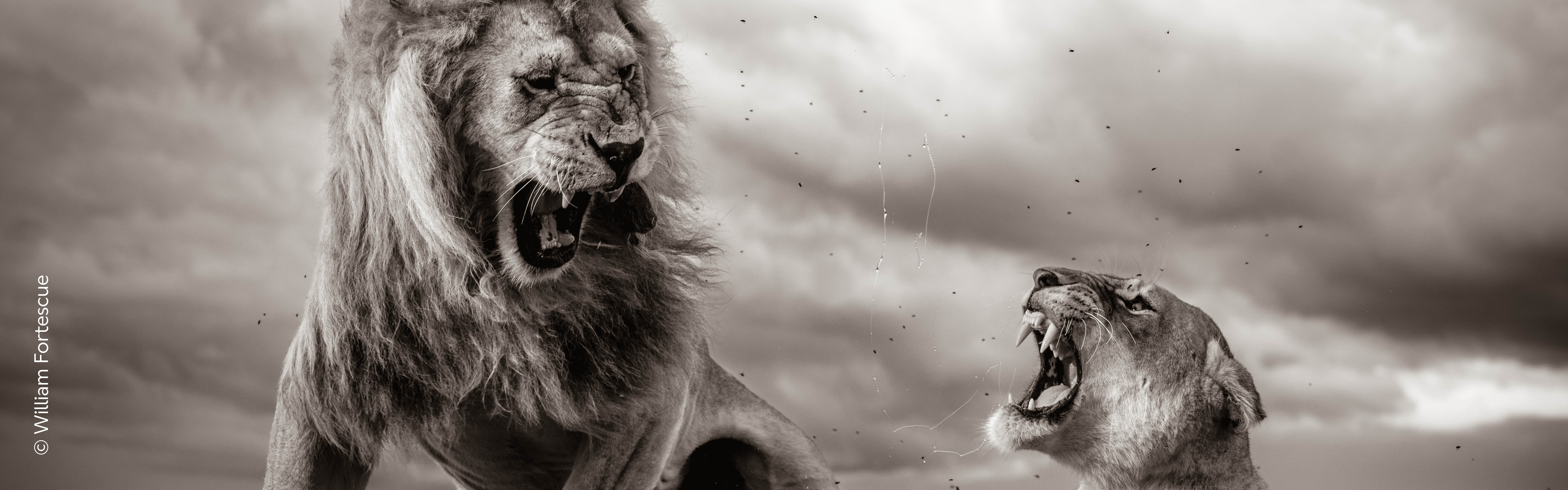 Two lions snarling at each other during mating, William Fortescue's image from the sixtieth Wildlife Photographer of the Year exhibition