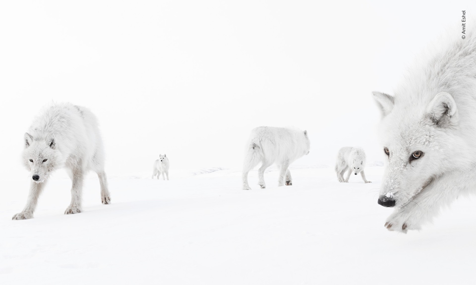 写真集 Wildlife Photographer of the Year 6冊 Wildlife Photographer Of The Year 2025: 18 Beautiful Winning