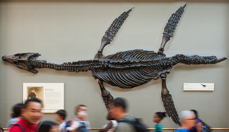 Fossil Marine Reptiles