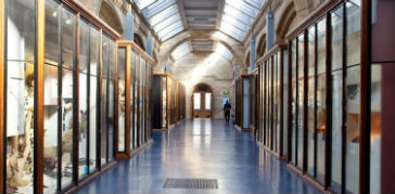 A photograph of the display cases in the Mammals gallery