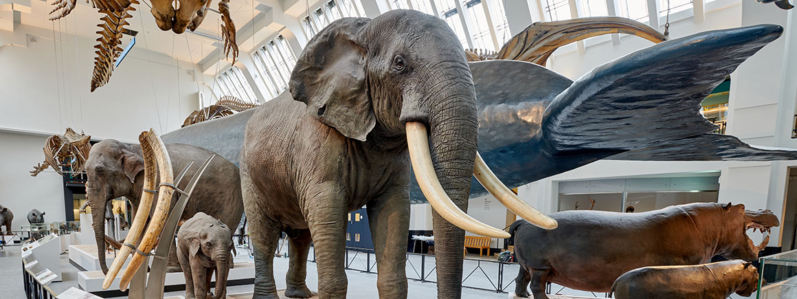 An elephant and other mammals are pictured in front of the giant blue whale model