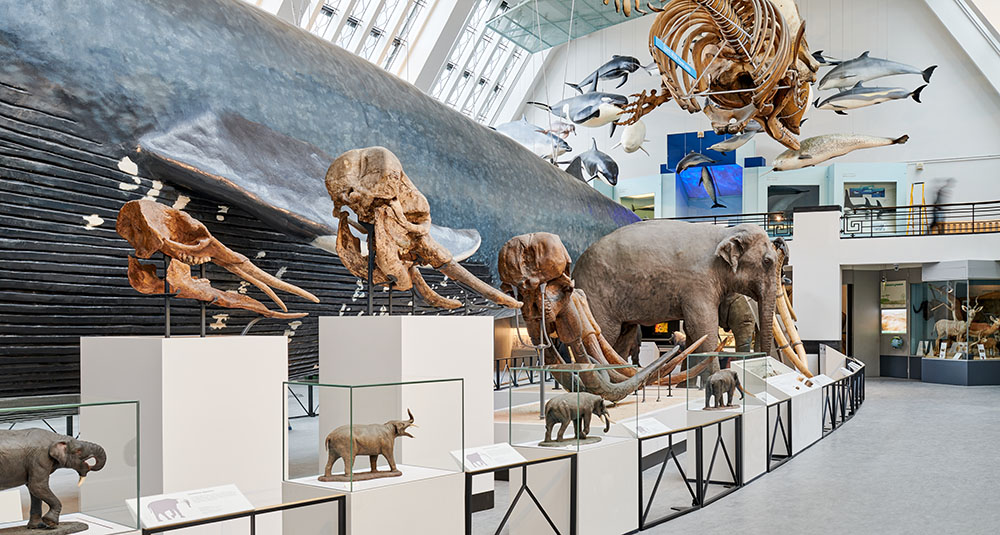 A photograph of a display in the Mammals gallery