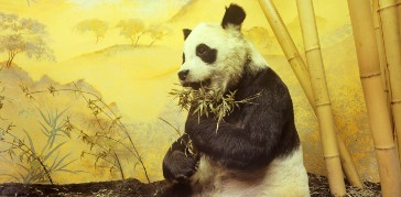 Chi-chi the panda specimen with bamboo