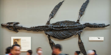 A photograph of visitors in front of a display in the Fossil Marine Reptiles gallery