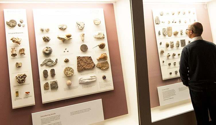 A person looks at small fossils exhibited behind glass on a wall