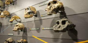 A photograph of a display in the Human Evolution gallery