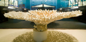 A photograph of a coral specimen in the Marine Invertebrates gallery