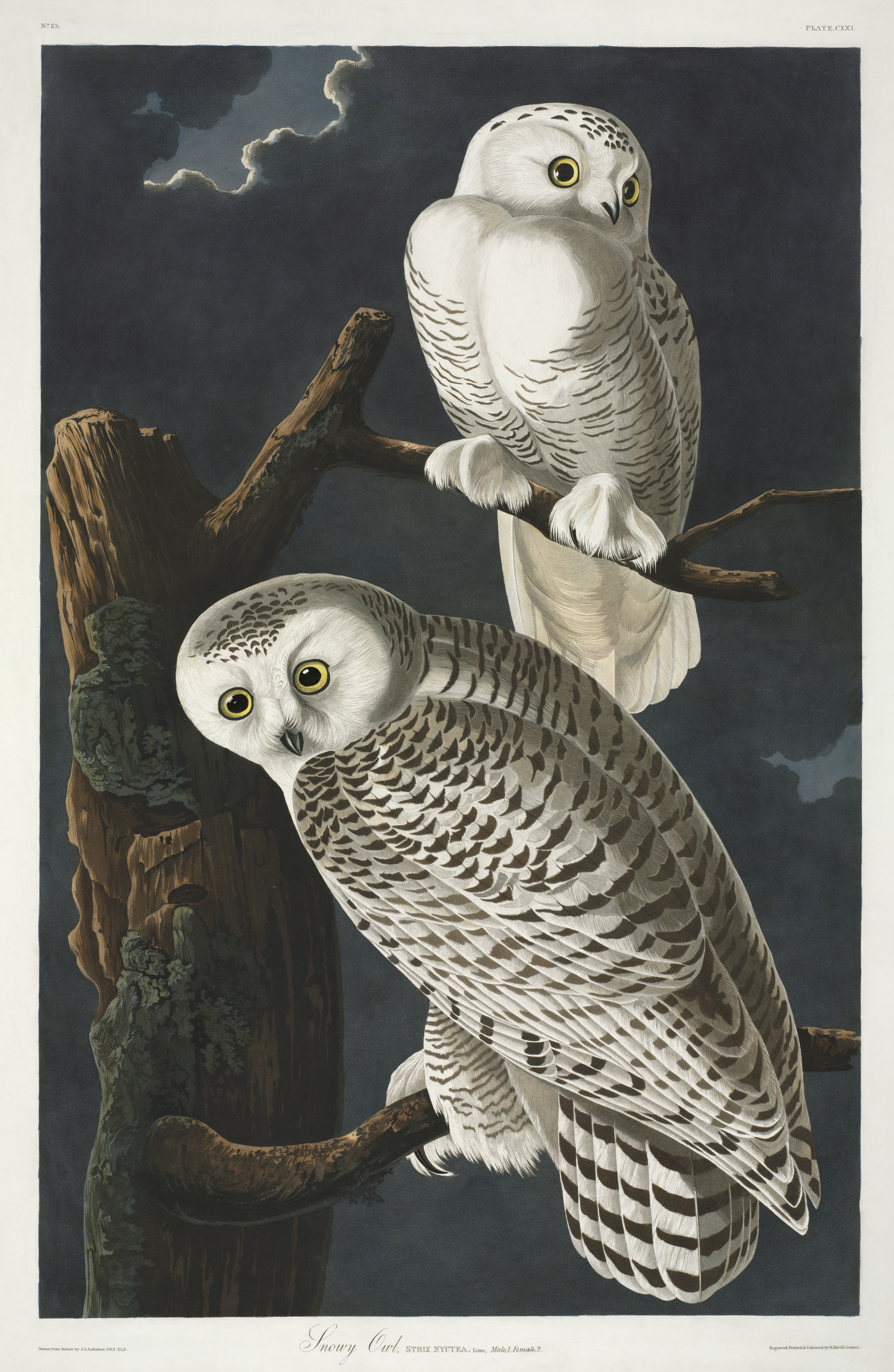 Two snowy owls from John James Audubon's book The Birds of America