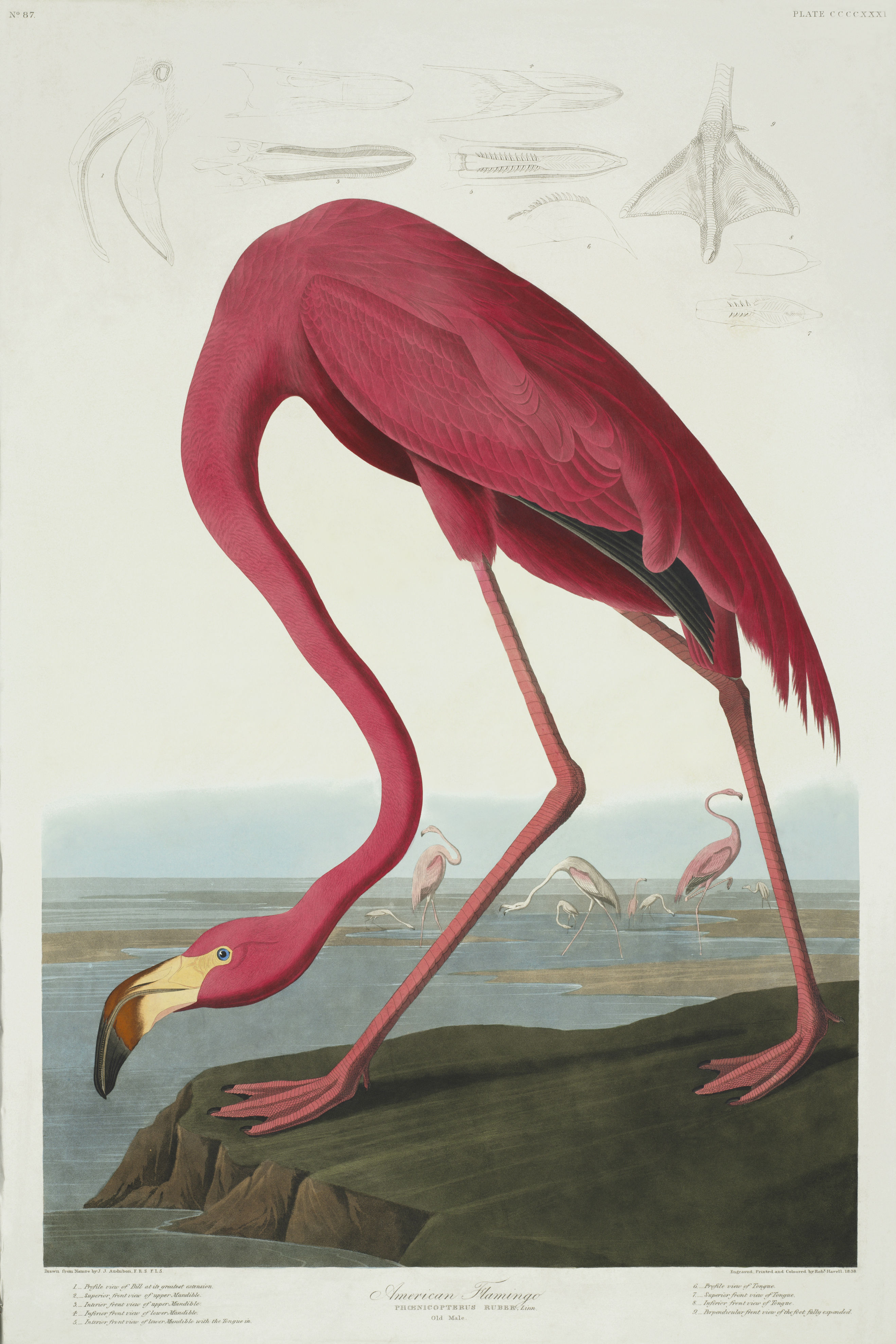 American flamingo print by John James Audubon's book The Birds of America