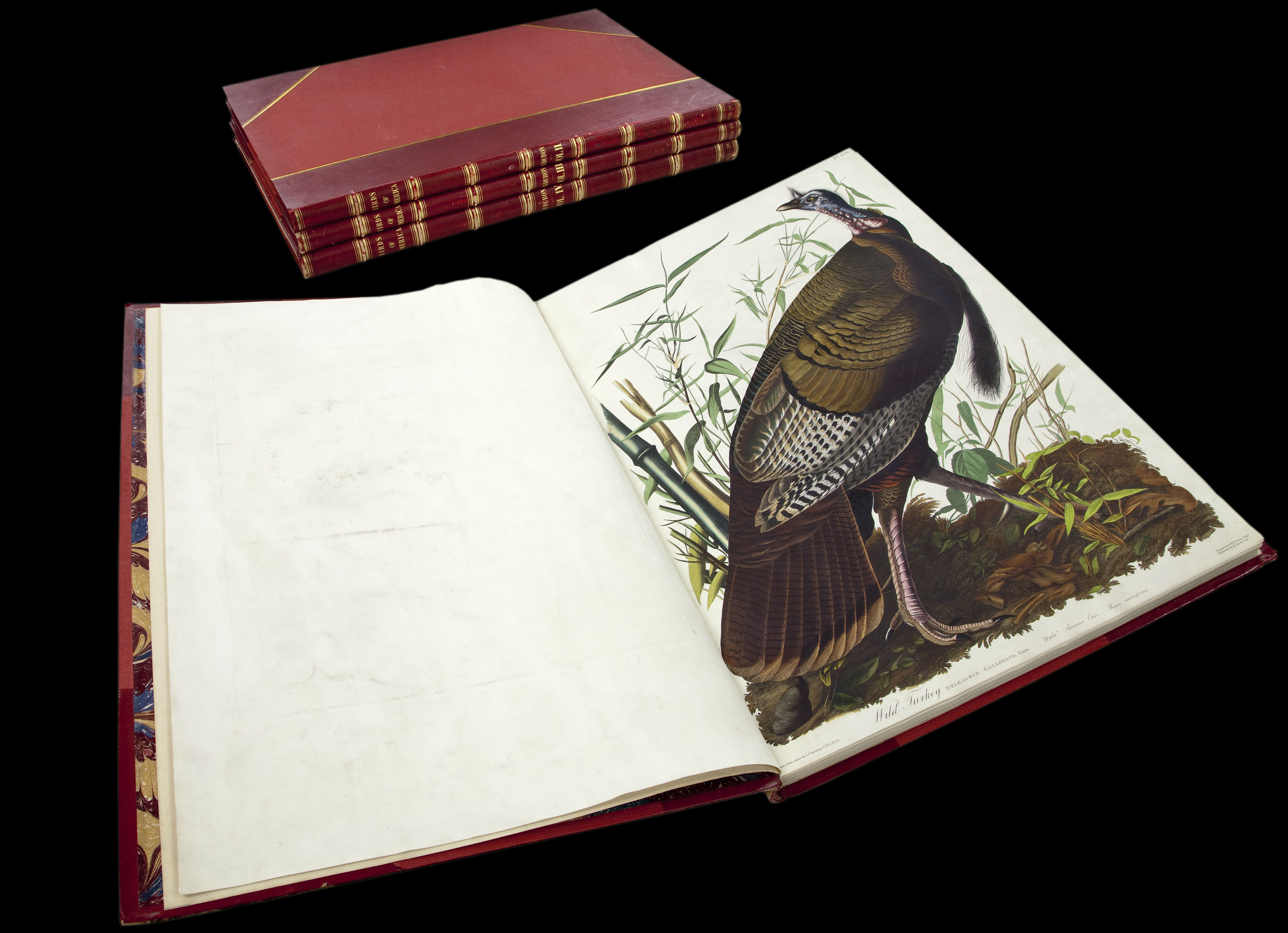 Wild turkey plate one from John James Audubon's book The Birds of America