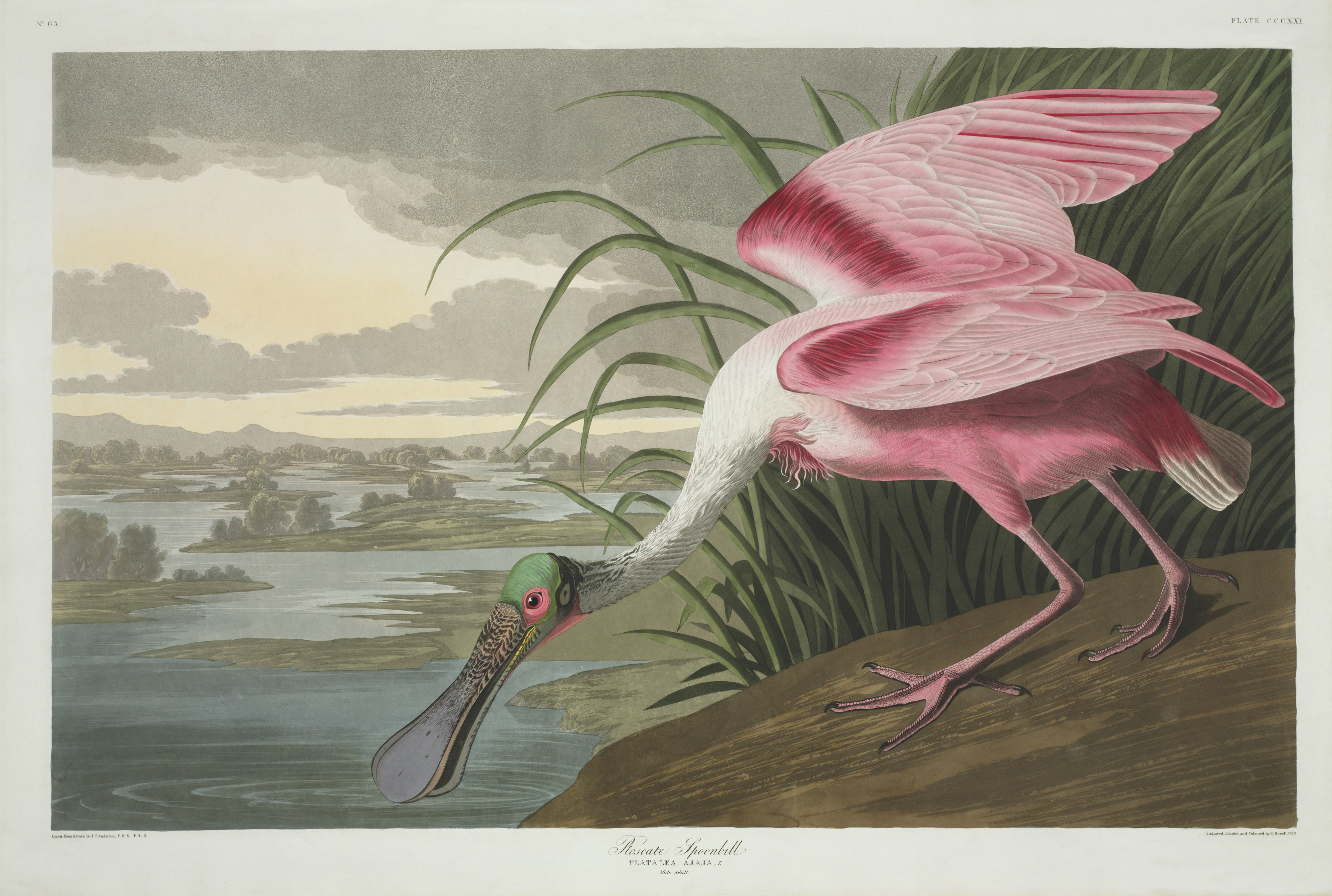 Colour print of a Roseate spoonbill from John James Audubon's book The Birds of America