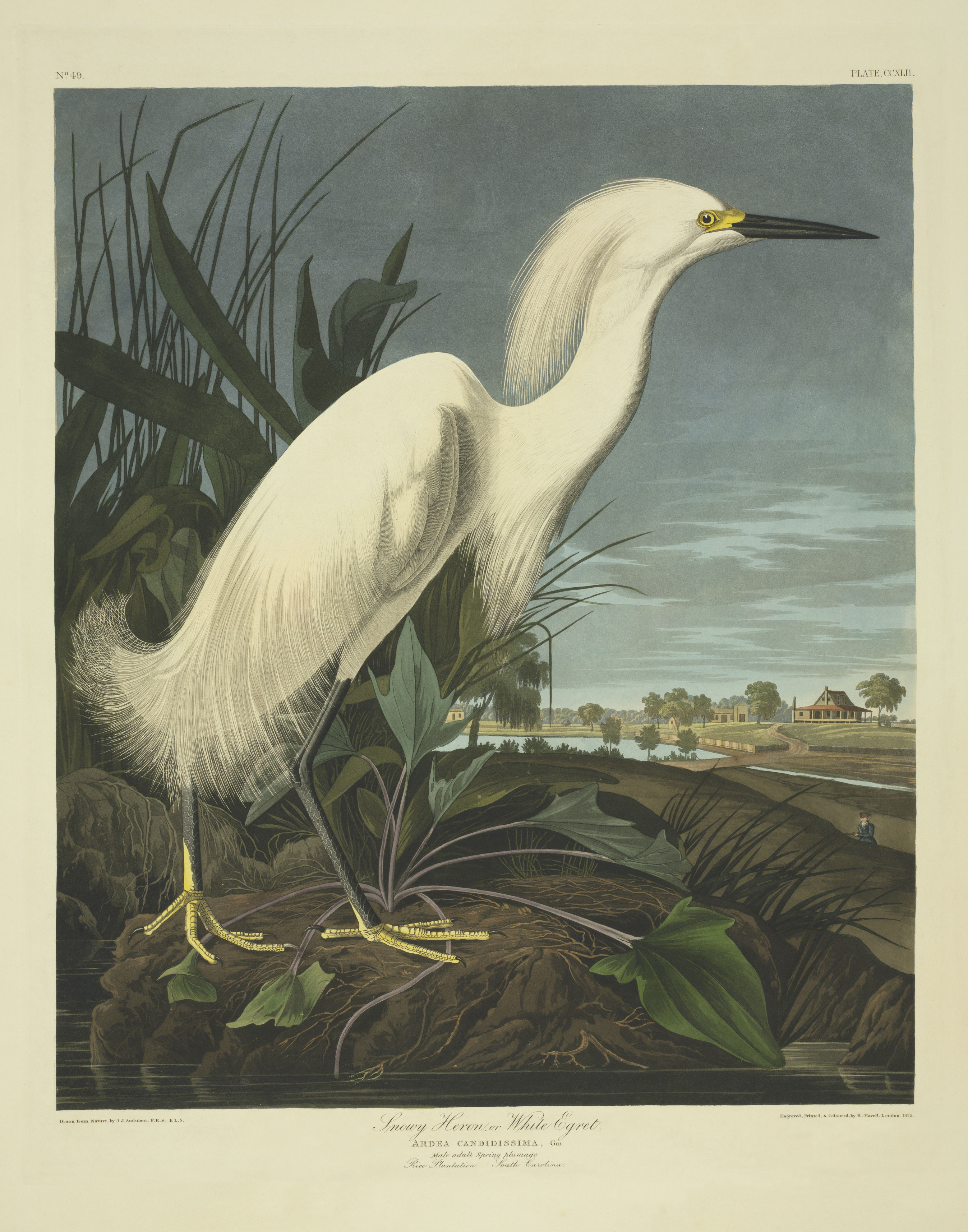 Snowy egret from John James Audubon's book The Birds of America