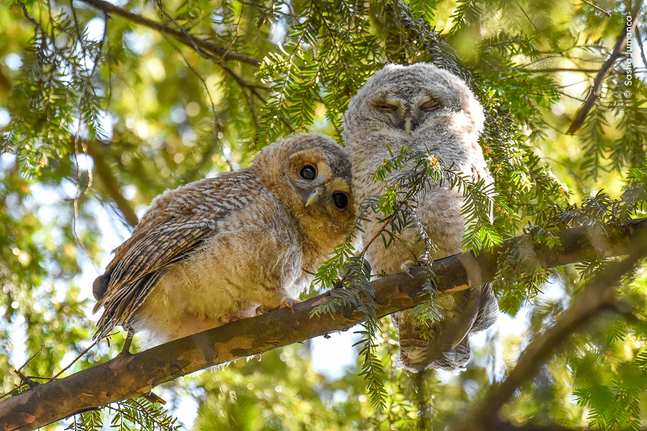 A photo of two owls