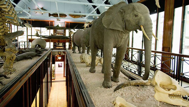 A photograph of some mammal specimens on display in the Museum at Tring