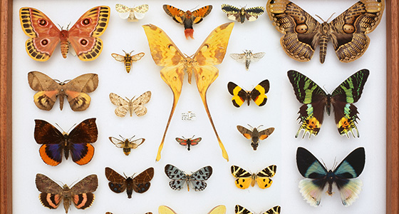Different butterfly species displayed in a drawer