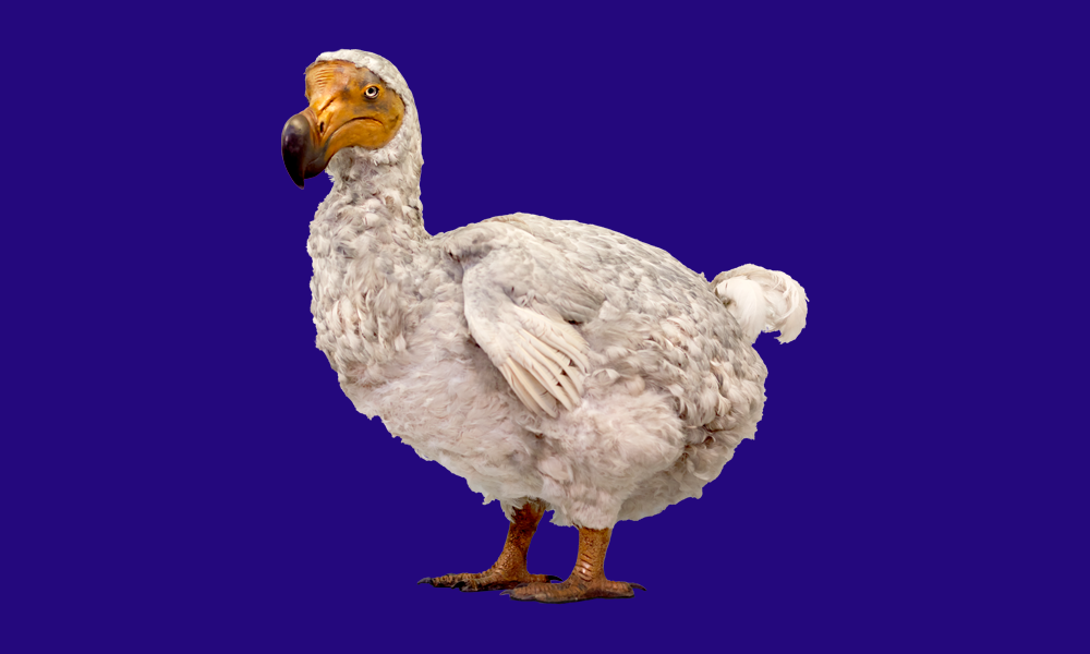 A white dodo appears to be looking at the camera as it stands over a bright blue background