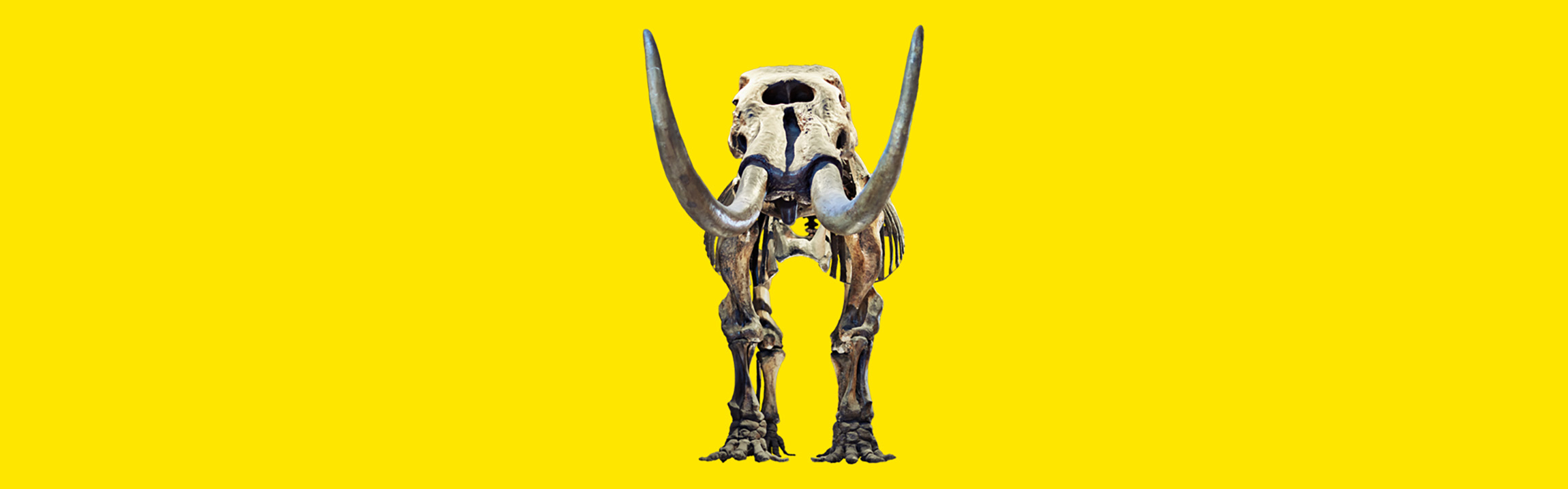 The bones of the mastodon are pictured on a plain bright yellow background