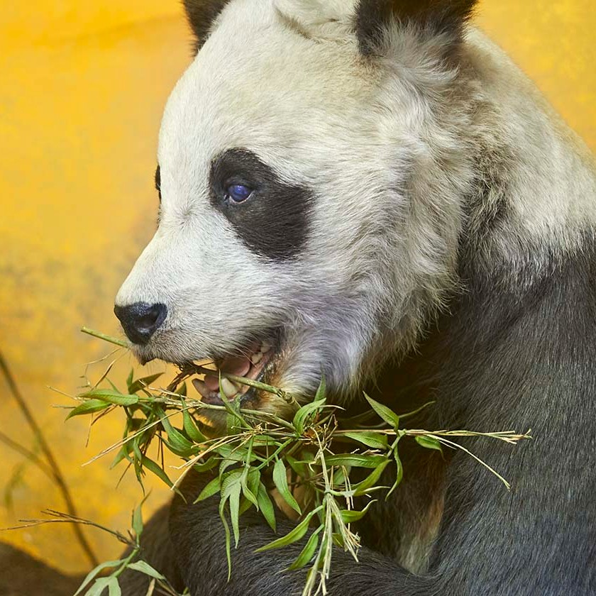 Chi-Chi the panda specimen eating leaves.