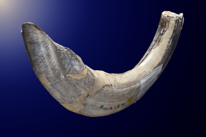 Hippo tooth specimen.
