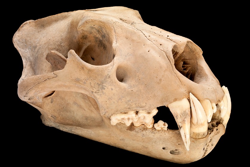 Barbary lion skull side profile.