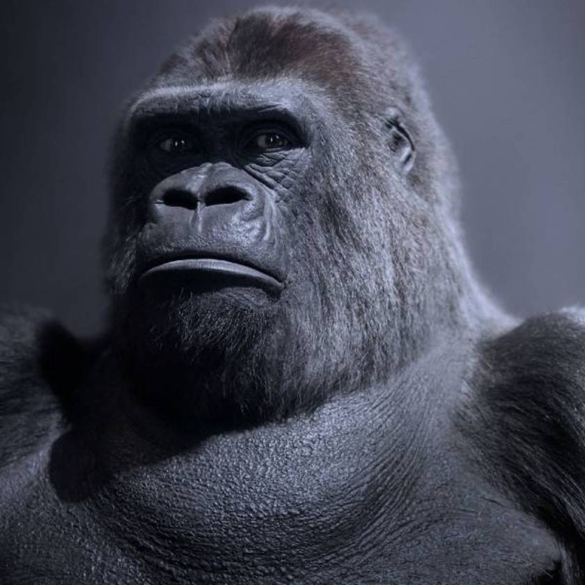 Guy the gorilla looking into the camera.