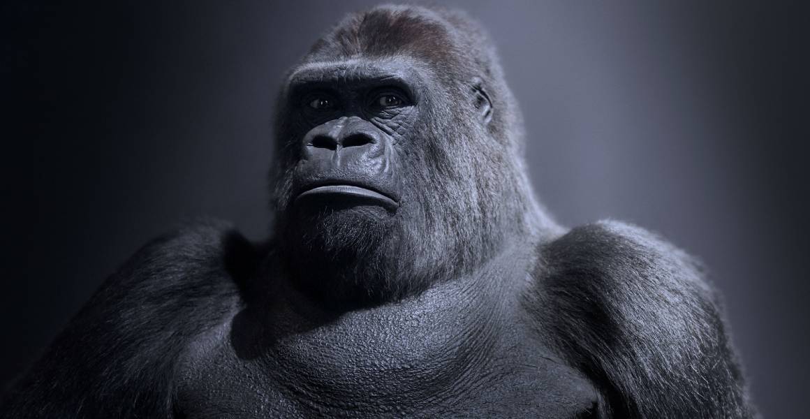 Guy the gorilla.