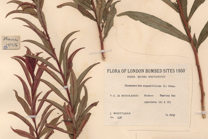 Specimen drawer containing fireweed.
