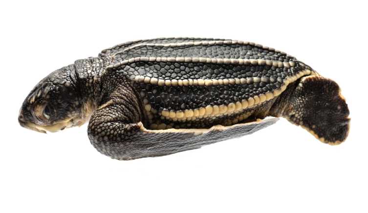 A small leatherback turtle with dark grey skin and cream-lined ridges on its back