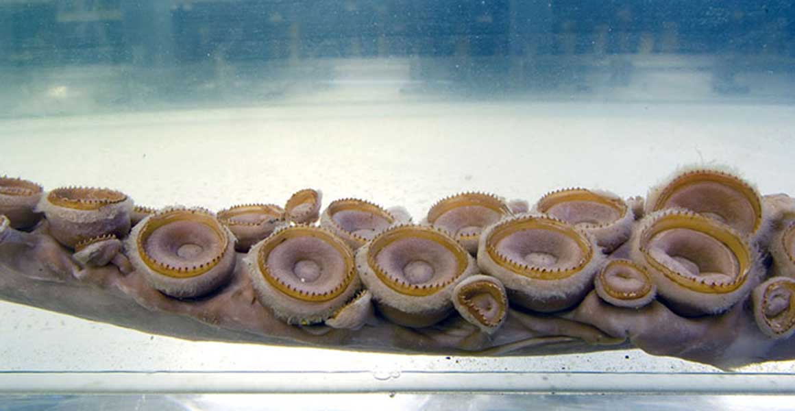 Close up of a squid tentaclle