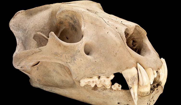 Tower of London Barbary lion skull