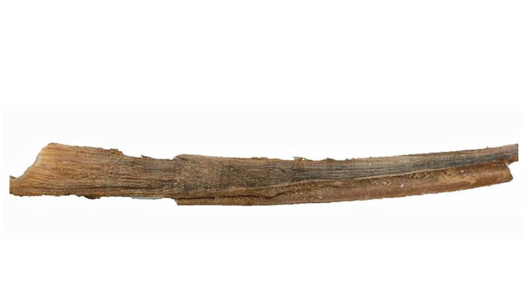 An extracted blue whale plug of earwax measuring 25.4 cm.