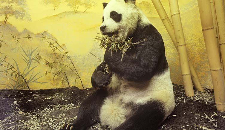 chichi the panda