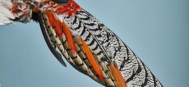 Close-up of pheasant feathers