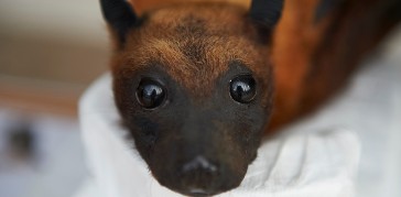 Close-up of bat specimen