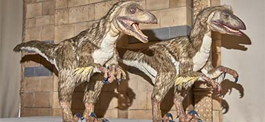 Raptor exhibit at the Museum