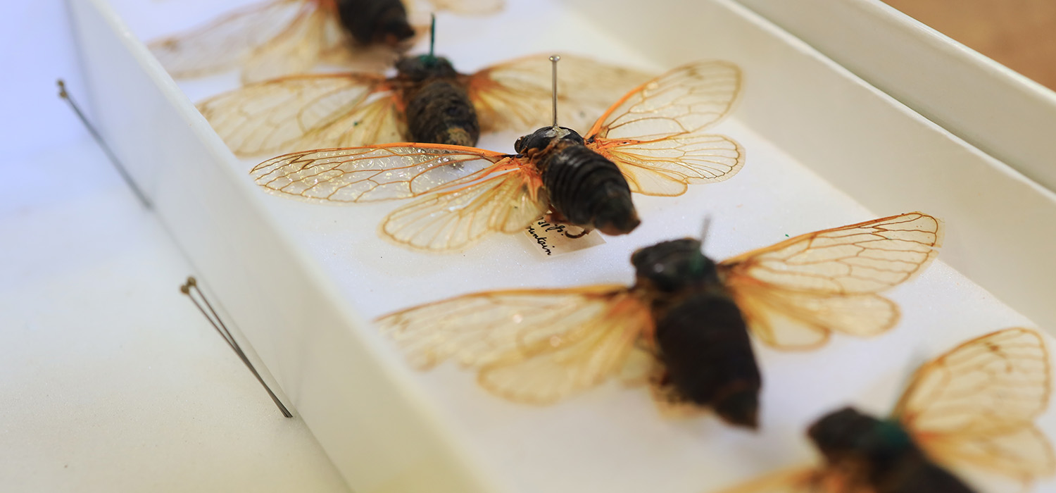 A tray of fly specimens as part of our The Perfect Specimen podcast