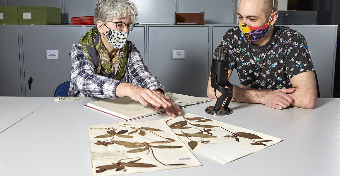 Khalil and Sandy looking at botanical specimens on the Museum's podcast, Wild Crimes.
