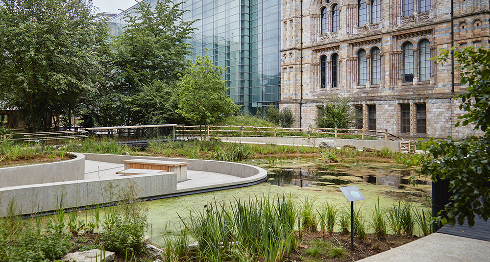 A view of our ponds on the west side of the Nature Discovery Garden