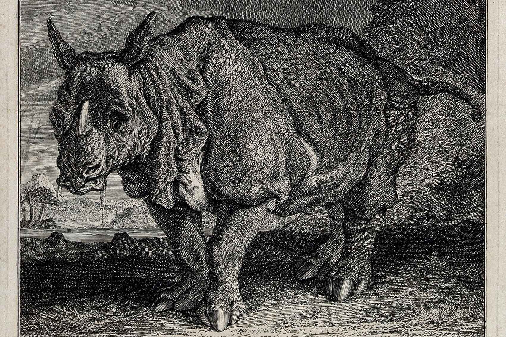 Image of Miss Clara the touring rhino by J E Ridinger (ca. 1748).