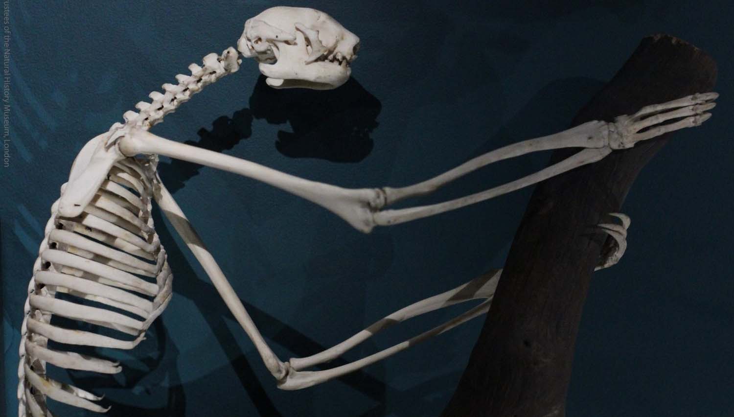 white sloth skeleton in a dark room