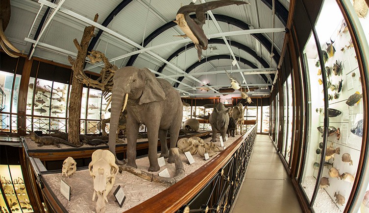 Tring | Natural History Museum
