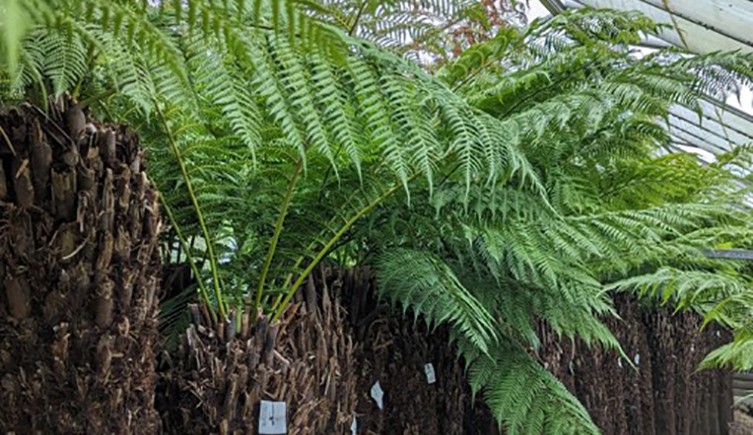 A row of tree ferns in a glass hosue