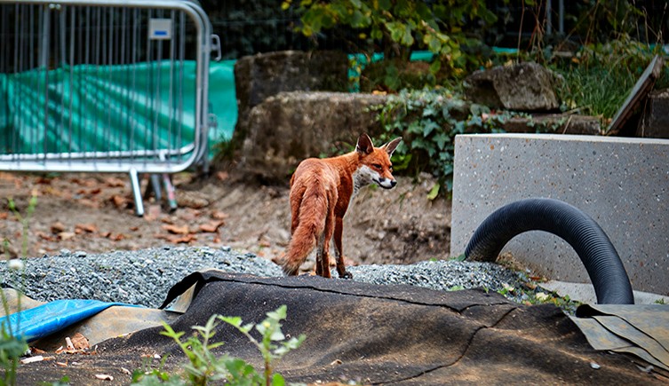 A fox looks over its shoulder while it stands amoungst garden construction