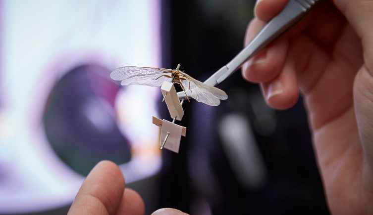 A stonefly is held with tweezers in front of a computer