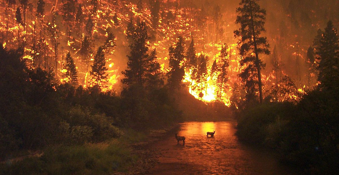 Does climate change make wildfires worse? | Natural History Museum