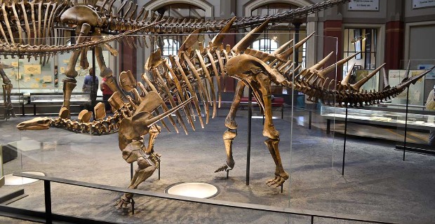 natural history museum london virtual tour dinosaurs